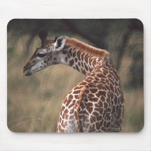 Massai Giraffe 2 Musmatta (Framsidan)