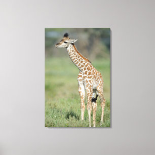 Massai Giraffe Baby Canvastryck
