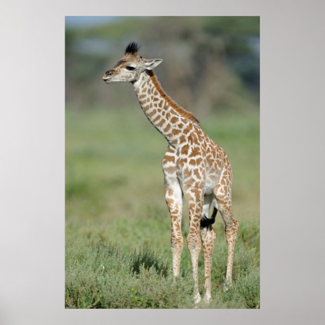 Massai Giraffe Baby Poster (Framsidan)