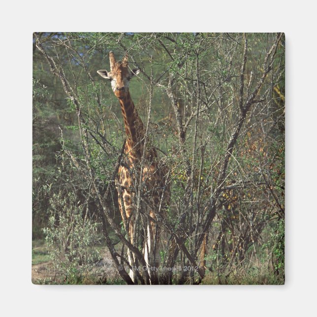 Massai Giraffe Magnet (Framsidan)