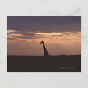 Massai Giraffe Vykort