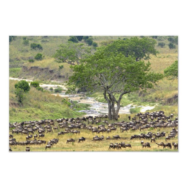 Massiv hjord av gnuer under migrationen, fototryck (Framsidan)