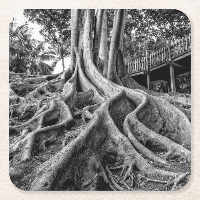 Massiva rötter från gummi-träd underlägg papper kvadrat (Framsidan)