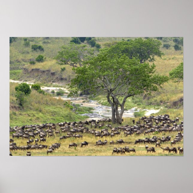 Massive Wildebeest-besättningen under migrationen, Poster (Framsidan)