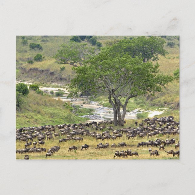 Massive Wildebeest-besättningen under migrationen, Vykort (Framsida)