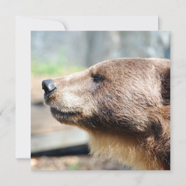 Mästare Bruin (Framsida)