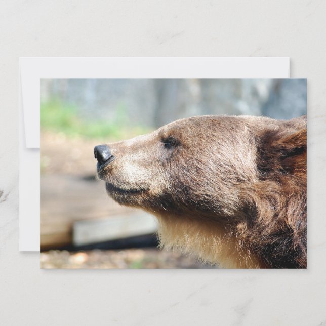 Mästare Bruin (Framsida)