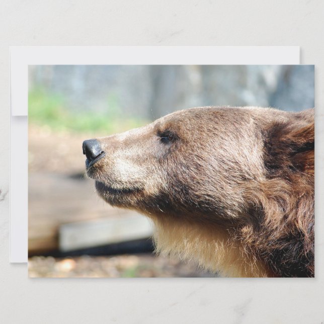 Mästare Bruin (Framsida)