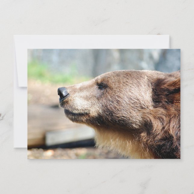 Mästare Bruin (Framsida)