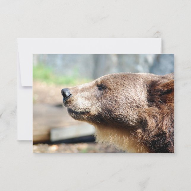 Mästare Bruin (Framsida)