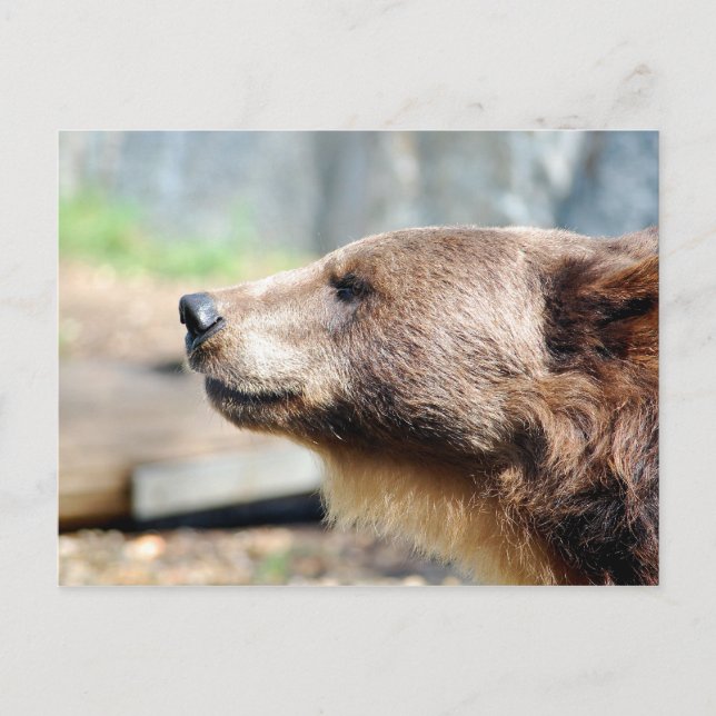 Mästare Bruin Vykort (Framsida)