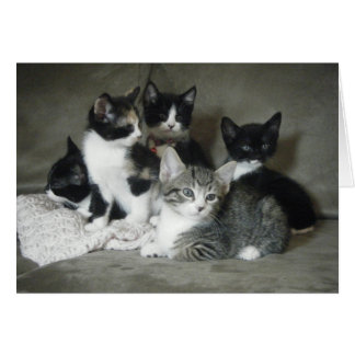 Måste Kärlek Kittens Hälsningskort
