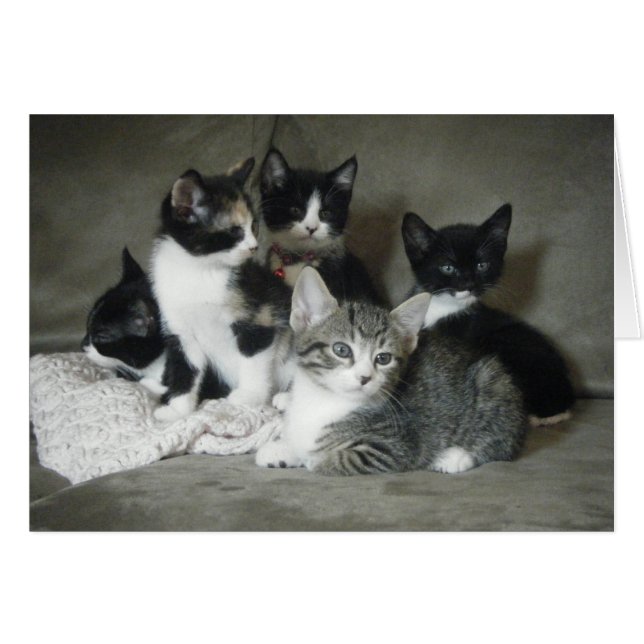 Måste Kärlek Kittens Hälsningskort (Framsidan Horizontal)