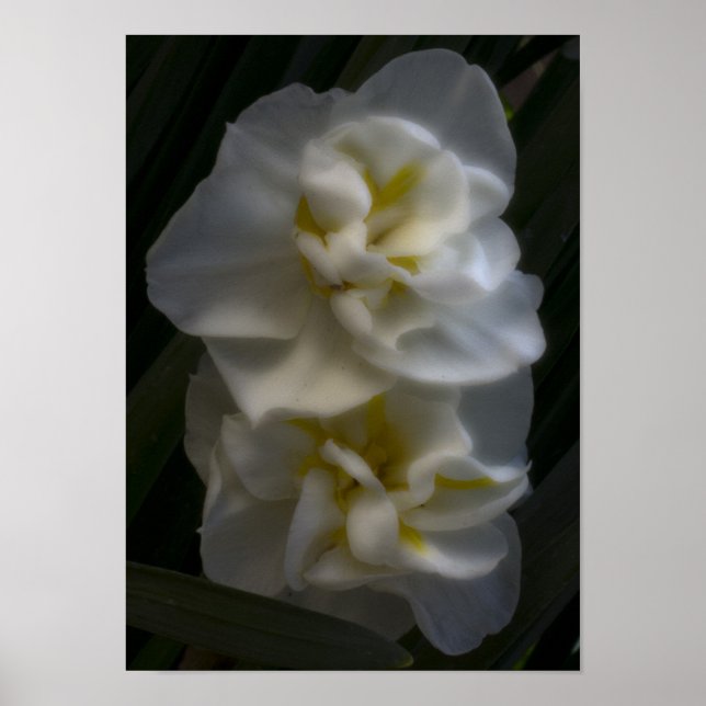 Måste vara en Dream Narcissus Daffodils Poster (Framsidan)