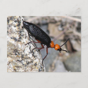 Master Blister Beetle Vykort