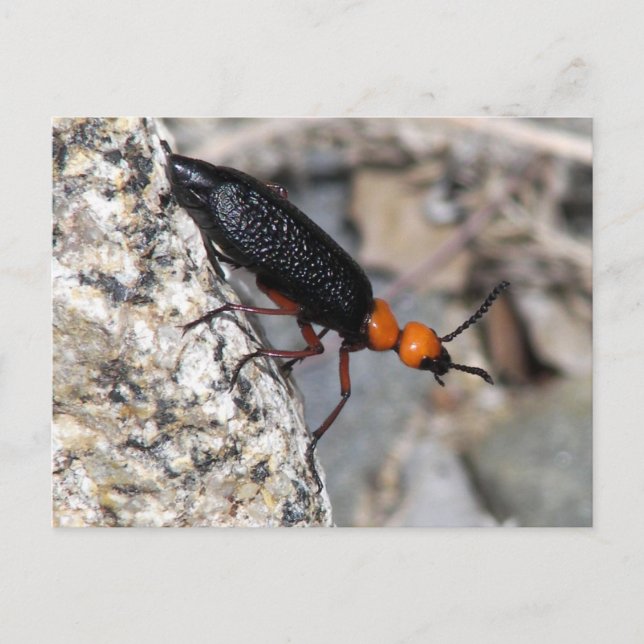Master Blister Beetle Vykort (Framsida)