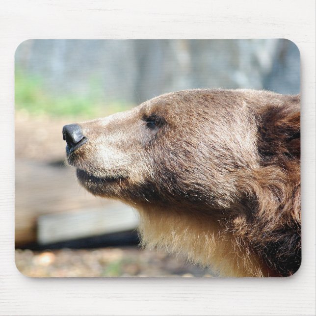 Master Bruin Musmatta (Framsidan)