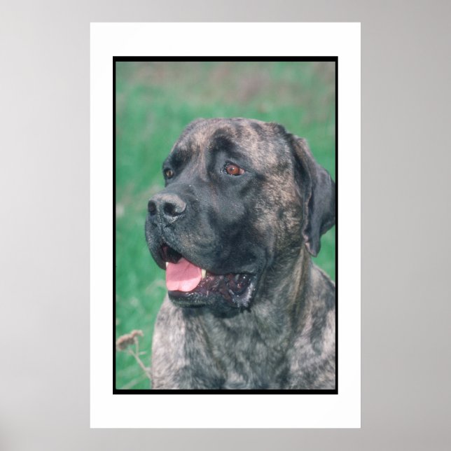 Mastiff Brindle Poster (Framsidan)