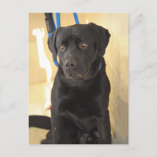Mastiff/Chocolate Labrador Retriever-vykort Vykort (Framsida)