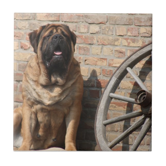 Mastiff  englische Dogge Urlaub  Kakelplatta (Framsidan)
