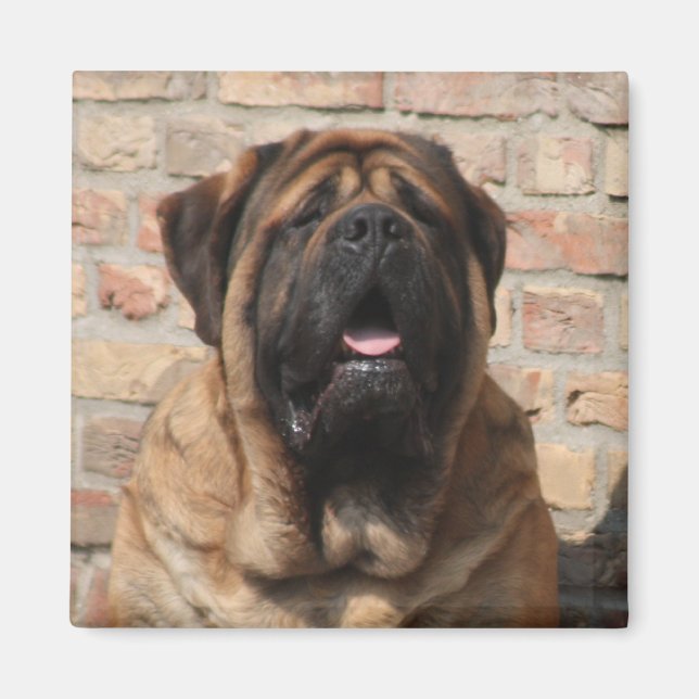  Mastiff englische Dogge Vatertag  Magnet (Framsidan)