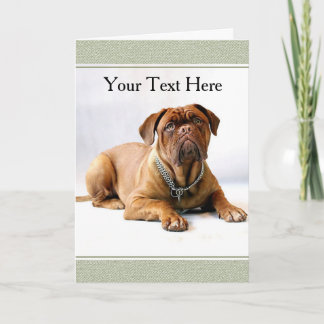 Mastiff/Hund på kort för vit bakgrundshälsning