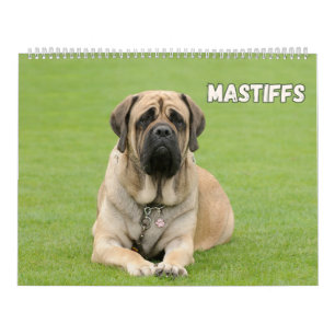 Mastiff Hundar, Mastiffs Kalender