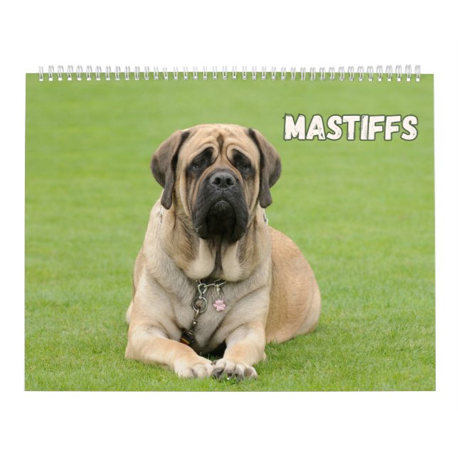 Mastiff Hundar, Mastiffs Kalender (Omslag)