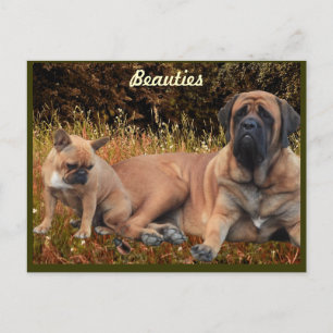 Mastiff mit französischer Bulldogge Postkarte Vykort