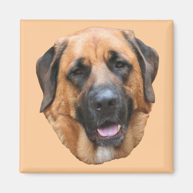 Mastiff Mix Hund Magnet (Framsidan)