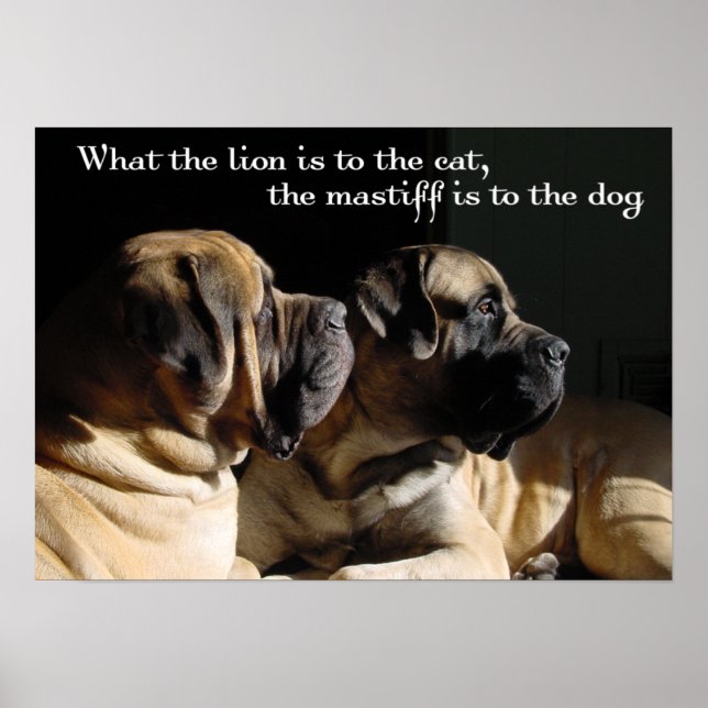 Mastiff Pair Poster (Framsidan)