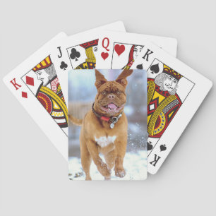 Mastiff Plus Casinokort