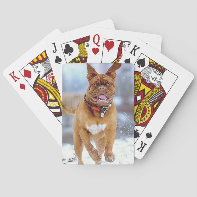 Mastiff Plus Casinokort (Baksidan)