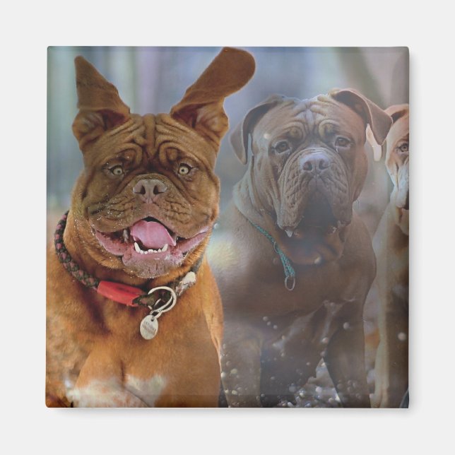 Mastiff Plus Magnet (Framsidan)