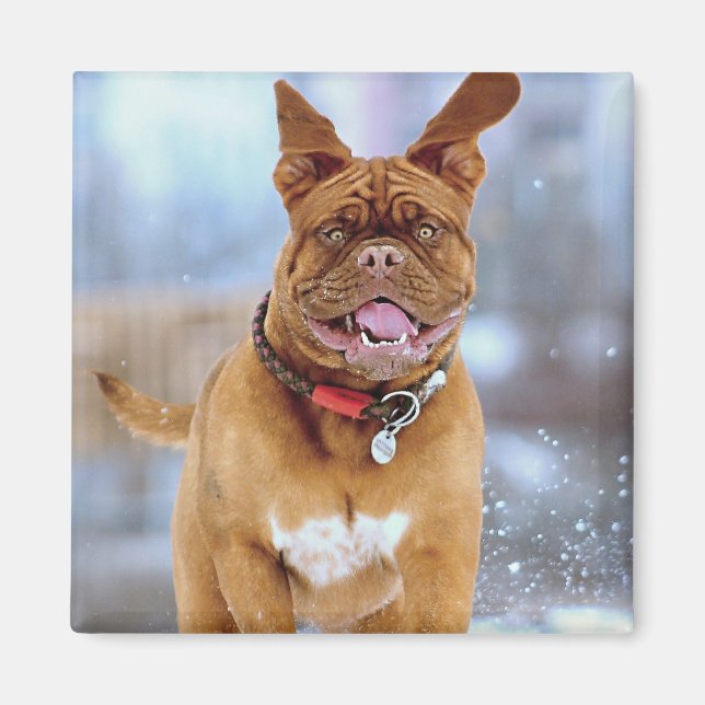 Mastiff Plus Magnet (Framsidan)