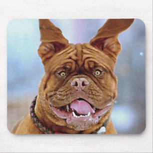 Mastiff Plus Musmatta