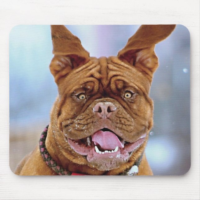 Mastiff Plus Musmatta (Framsidan)
