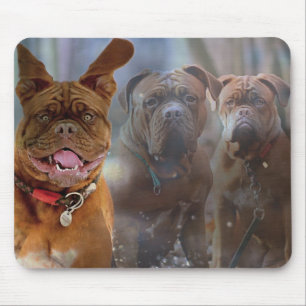 Mastiff Plus Musmatta