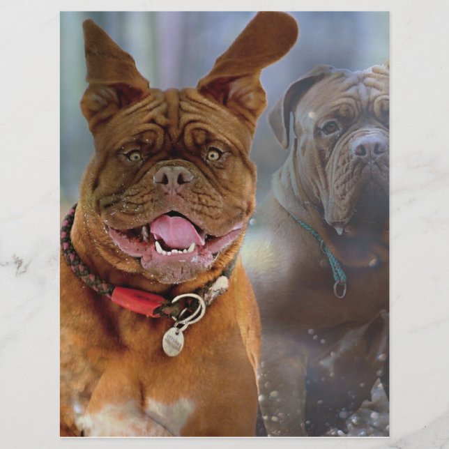 Mastiff Plus Papper (Framsida)