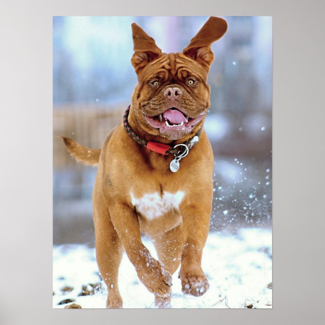 Mastiff Plus Poster (Framsidan)