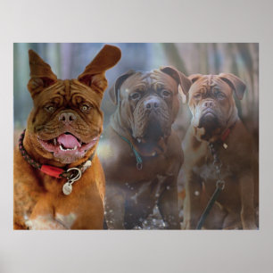 Mastiff Plus Poster