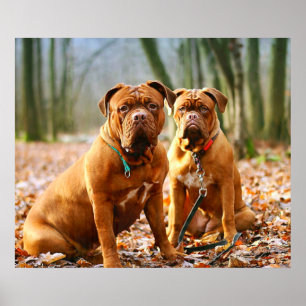 Mastiff Plus Poster