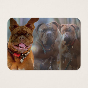 Mastiff Plus-profilkort Visitkort