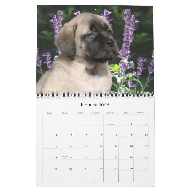 Mastiff Puppies Calendar Kalender (Jan 2026)