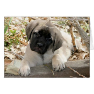 Mastiff puppy i skogen hälsningskort