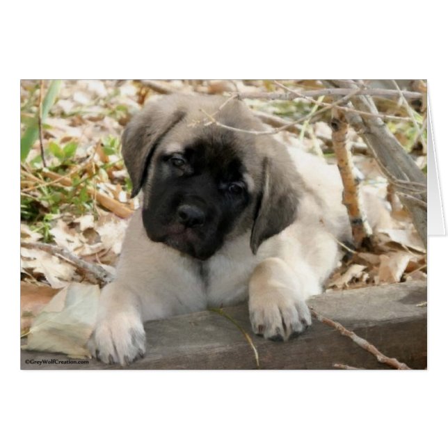 Mastiff puppy i skogen hälsningskort (Framsidan Horizontal)