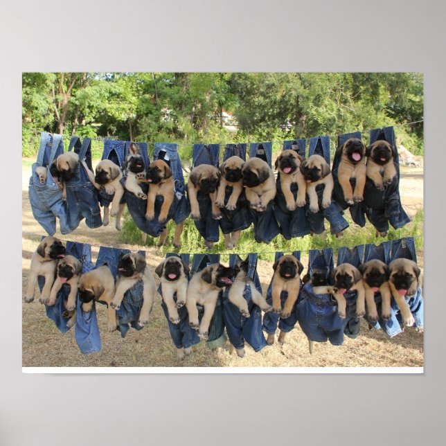 Mastiff Puppy Poster (Framsidan)