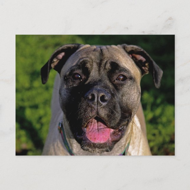Mastiff Smile-vykort Vykort (Framsida)
