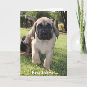 Mastiff-valpen kommer och önskar dig en lycklig-da helgkort