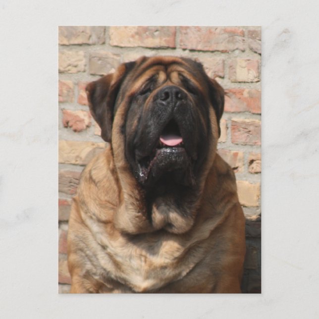 Mastiff Vatertag englische Dogge, Vykort (Framsida)